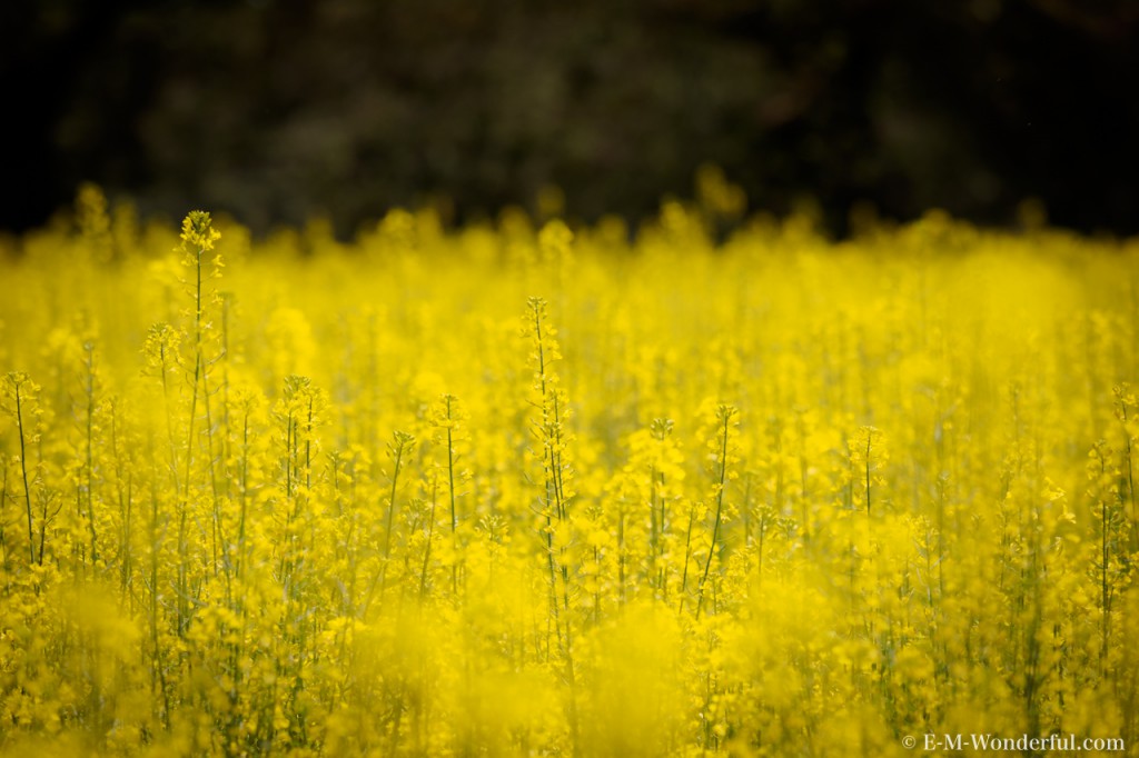 20160416 P4160650 Edit 2 1024x682 - 藤原宮跡の菜の花畑を撮る