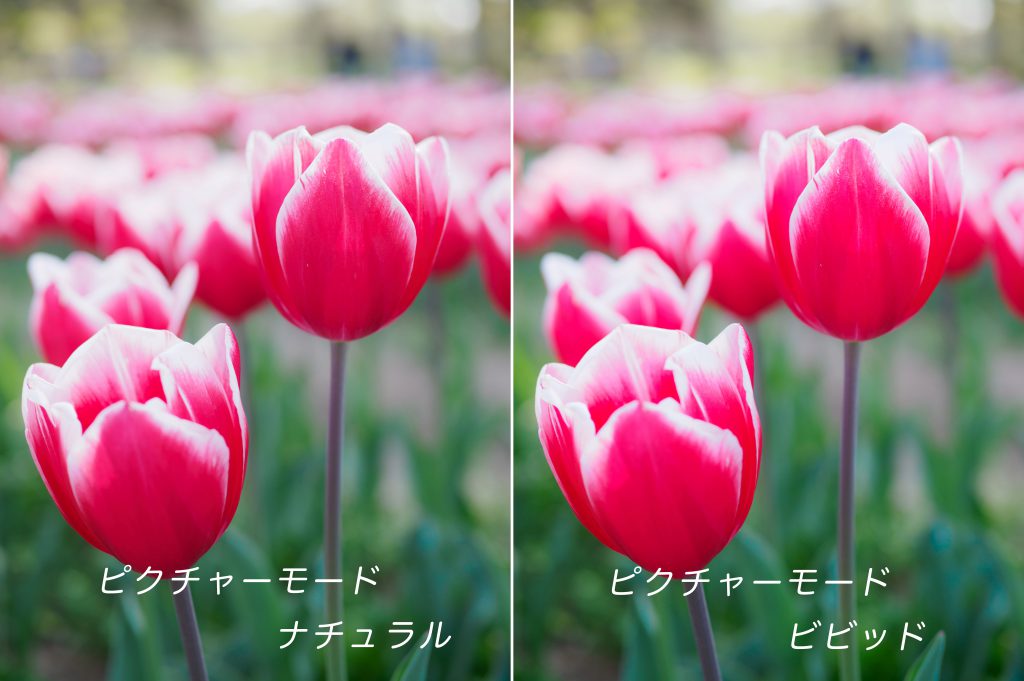 20170416 P4161314 2 1024x681 - 初心者でも簡単、チューリップをきれいに撮る方法