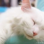 眠る白猫