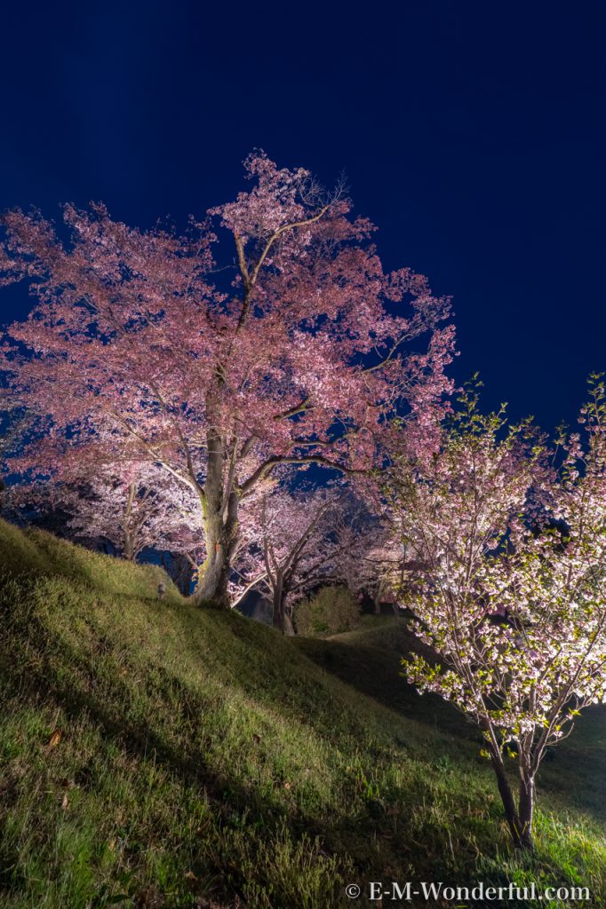 20180401 P4010357 HDR Edit 2 682x1024 - 初心者でも簡単、デジイチで桜(さくら)を綺麗に撮る方法