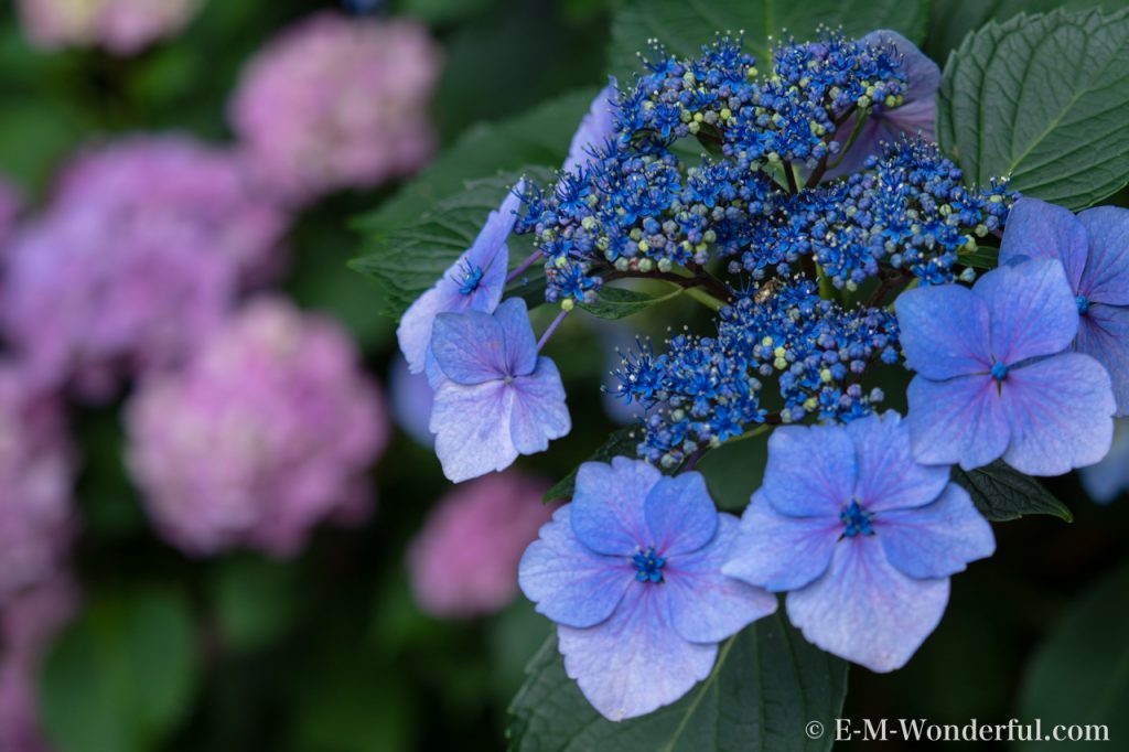 20180617 P6170689 1024x682 - 奈良の長谷寺で紫陽花を撮影してきました