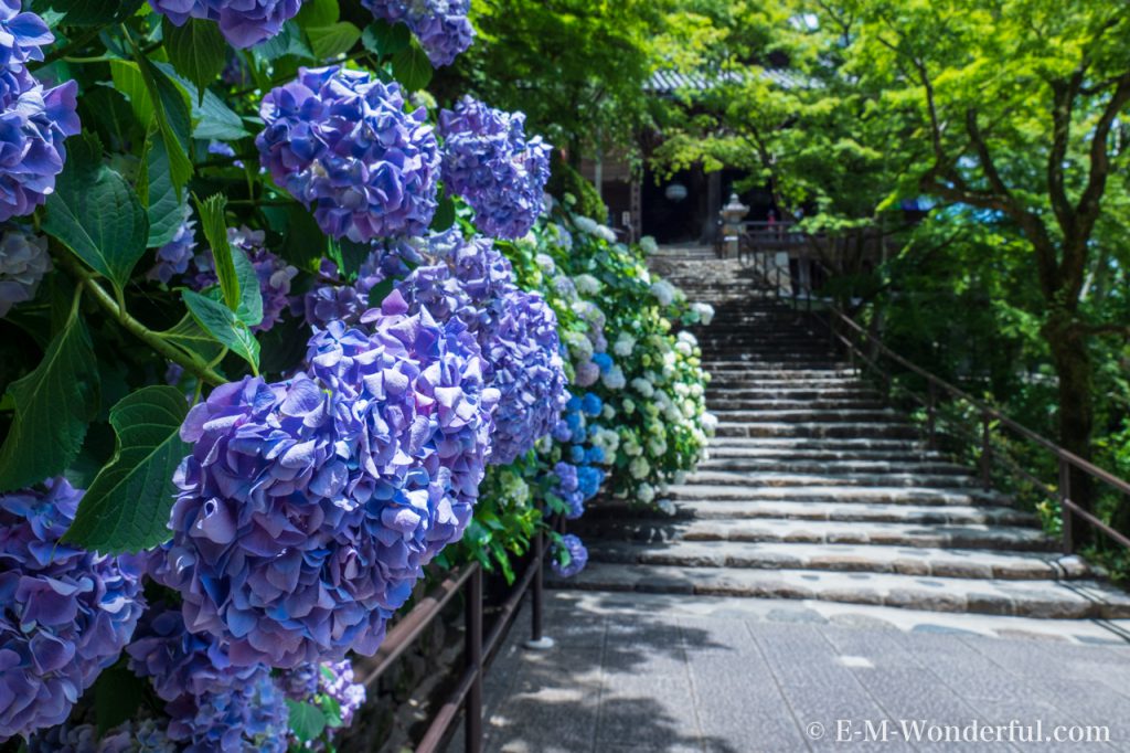 20180617 P6170740 1024x682 - 奈良の長谷寺で紫陽花を撮影してきました