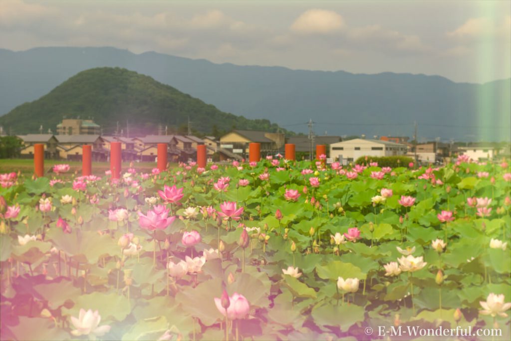 20160731 P7310311 Edit 2 Edit 1024x683 - クーポン付き! Topaz Studio 2 レビュー|クリエイティブな写真編集ソフト