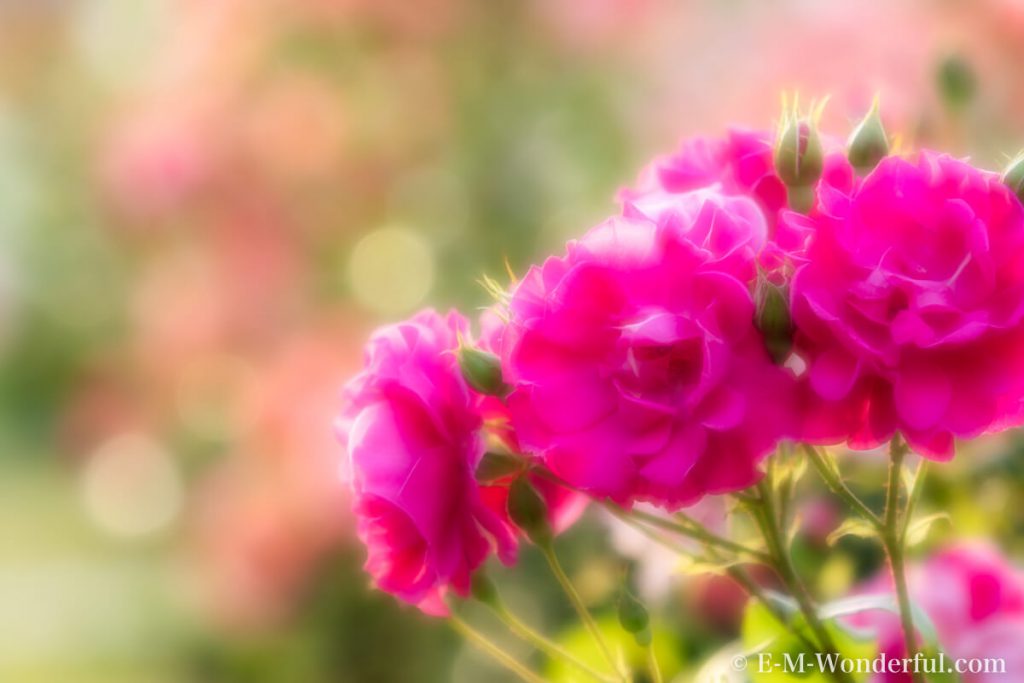 20180505 P5050100 Edit Edit 2 Edit 1024x683 - クーポン付き! Topaz Studio 2 レビュー|クリエイティブな写真編集ソフト